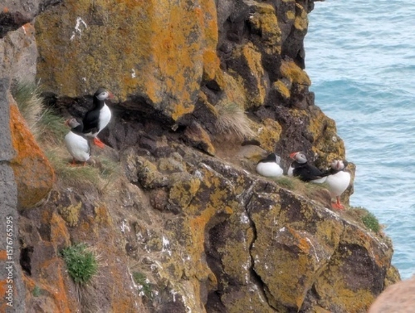 Fototapeta Wild Atlantic Puffins perched in rocky cliffs in Iceland