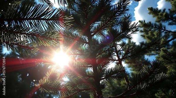 Fototapeta Sunlight streams through evergreen branches