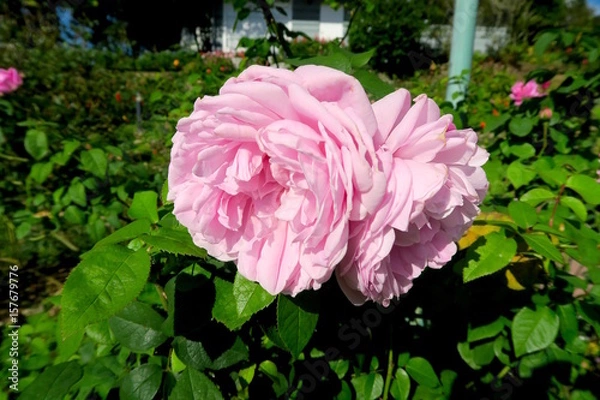 Obraz 2 nice pink roses on the tree