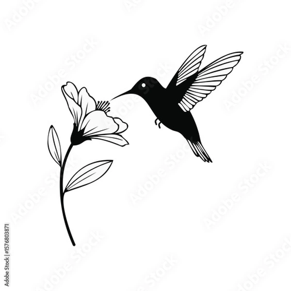 Fototapeta Silhouette Depiction of Hummingbird Sipping Nectar from a Delicate Flower Against a White Backdrop