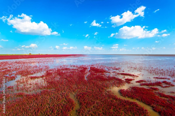 Fototapeta Czerwona Plaża, położona w delcie Liaohe, około 30 km na południowy zachód od Panjin, Liaoning w Chinach. Czerwony kolor jest wytwarzany przez roślinę znaną jako trawa suaeda.