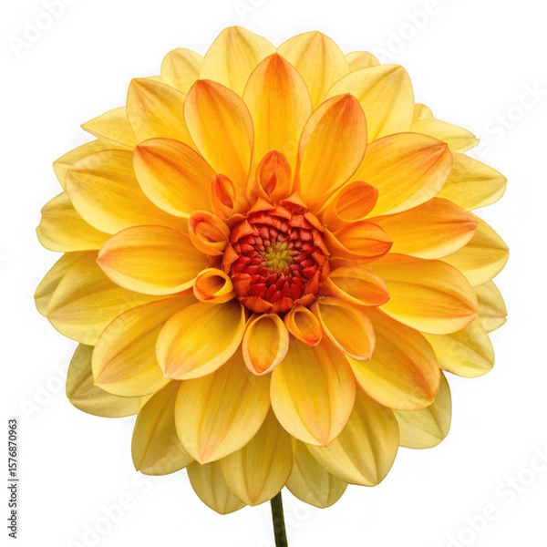 Obraz Vibrant yellow and orange dahlia flower bloom isolated on transparent background