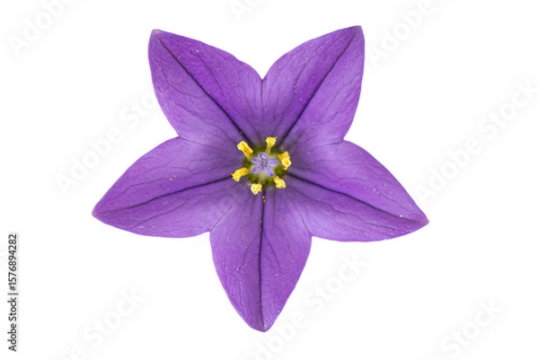 Fototapeta a purple flower with yellow stamens on a white background
