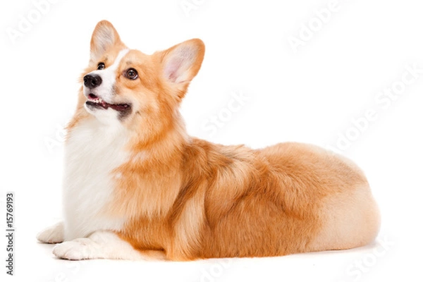 Obraz Brown and White Corgi
