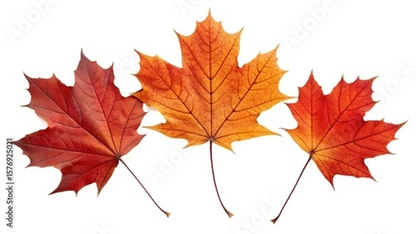Fototapeta autumn maple leaves isolated on white transparent