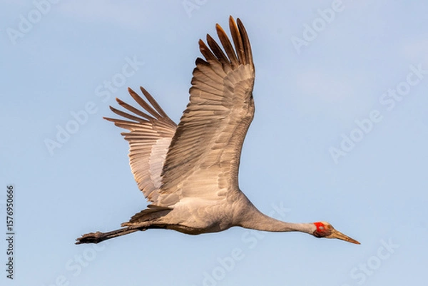 Obraz Brolga (Antigone Rubicunda)