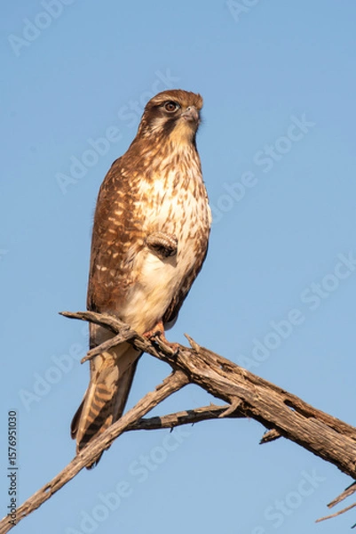 Obraz Brown Falcon (Falco Berigora)