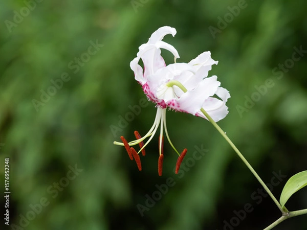 Obraz 白い花びらに赤い斑点のカノコユリ