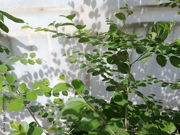 Obraz green leaves background