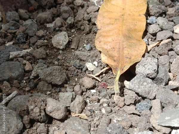Obraz leaf on the stone