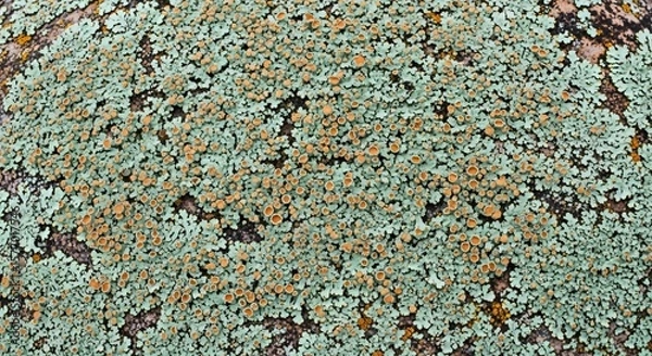 Obraz A detailed macro texture shot of a granite rock surface covered in intricate patterns of green blue and orange lichen a natural abstract background