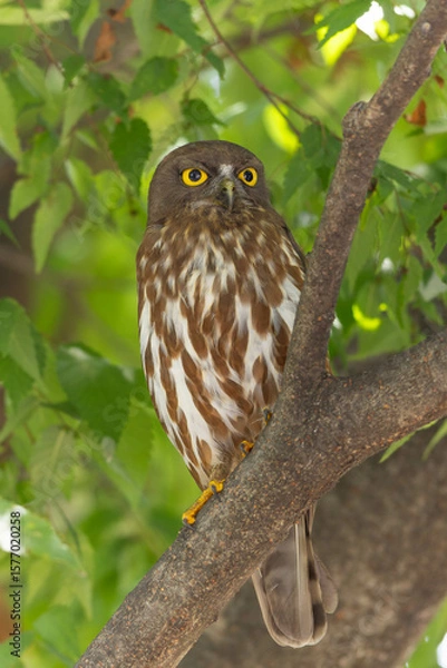 Obraz 巣を見つめるアオバズク