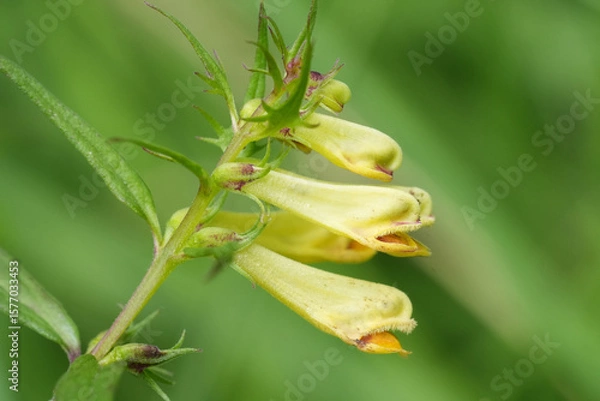 Fototapeta Closeup on the soft green to yellow flowers of the broad-leaved or  Common Cow-wheat,Melampyrum pratense