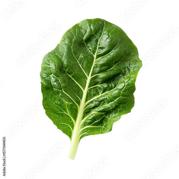 Obraz Fresh Cabbage Isolated on White Background for Clean Vegetable Display

