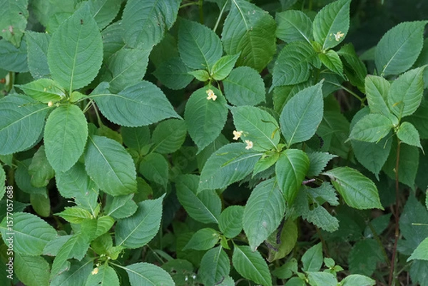 Fototapeta Closeup on a group of small-flowered balsam wildflowers, Impatiens parviflora