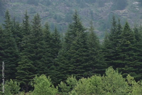 Obraz forest in the mountains