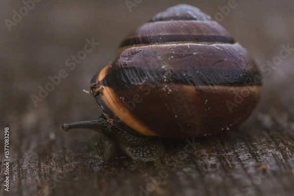 Obraz A snail