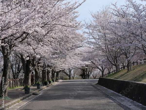 Fototapeta 成田市さくらの山公園の満開の桜。