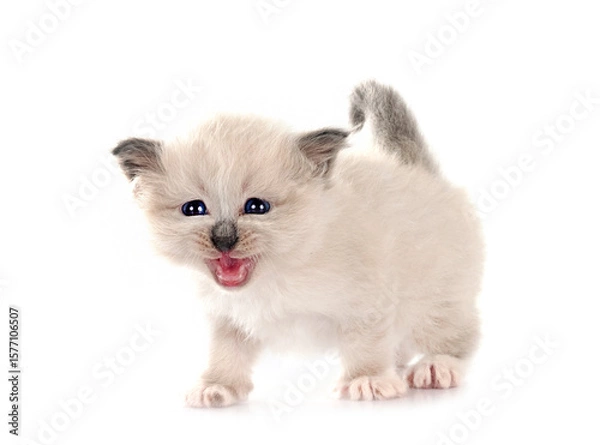 Fototapeta kitten birman cat in studio