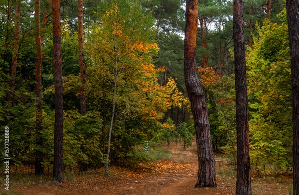 Fototapeta Walks in nature. Autumn colors in the forest. Beautiful nature.