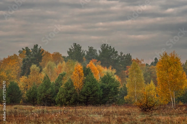 Fototapeta Heavy clouds hung over the autumn forest and meadow.