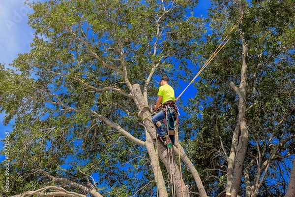 Obraz pruning a tree