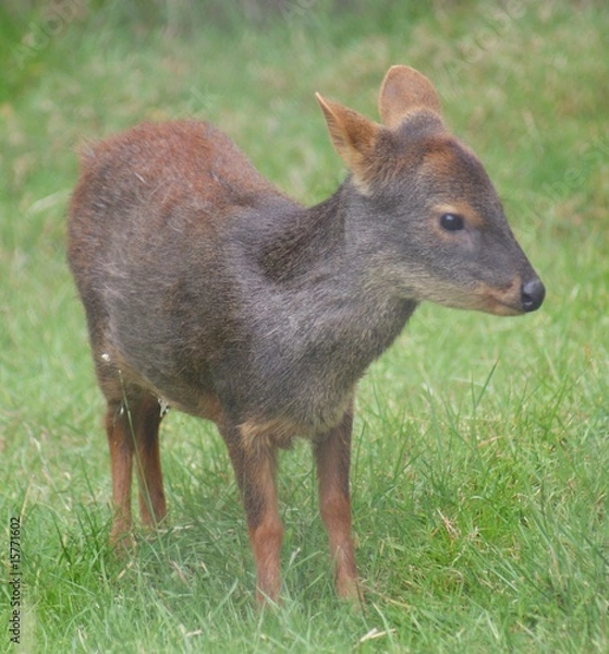 Fototapeta Chilean Pudu