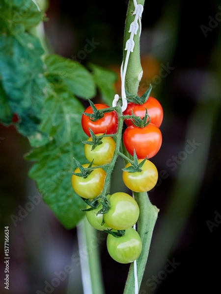 Obraz Cherry Tomatoes Ripening on the Vine Outdoors