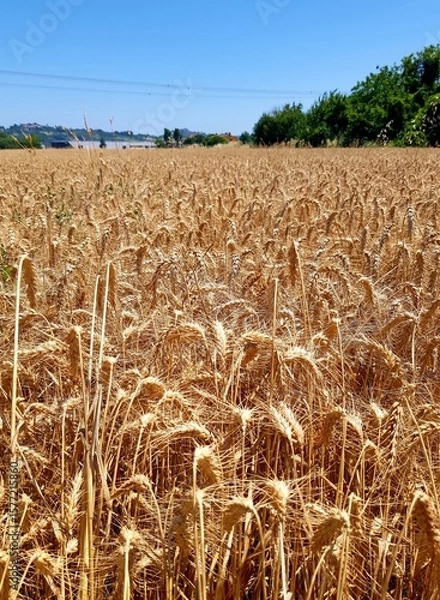 Fototapeta Fields of wheat ready for harvest in the countryside of Bavaria