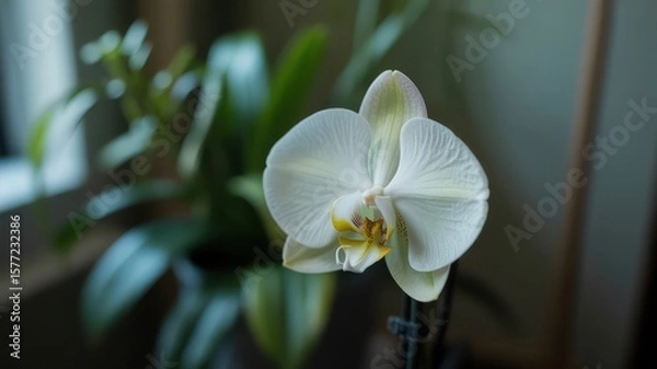 Fototapeta Close up of a white orchid flower with green leaves in the background in a soft light setting