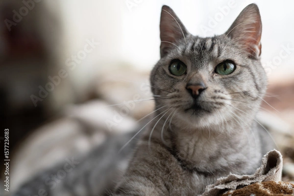 Fototapeta 見つめる可愛い猫　サバトラ猫