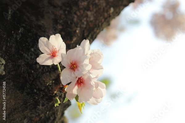 Obraz 桜
