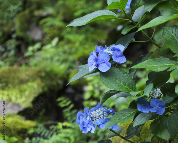 Obraz 水辺に咲いた山紫陽花