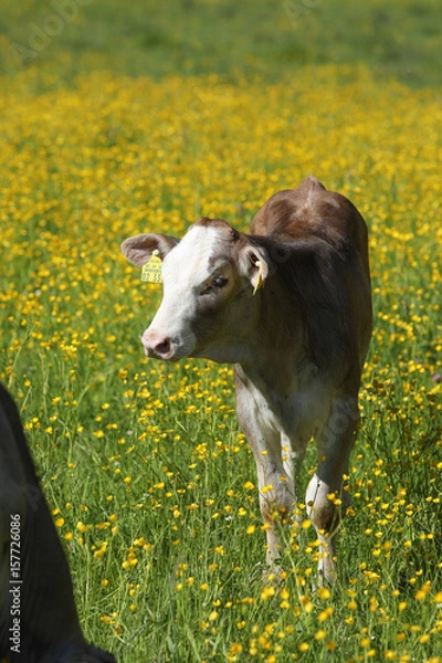 Fototapeta Kalb auf der Weide