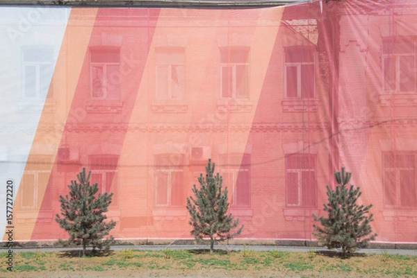 Fototapeta three small pine trees planted near an old building hung with translucent decorative fabric