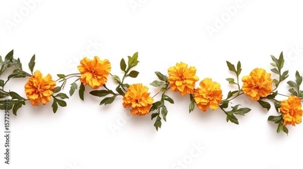 Fototapeta Orange marigold flowers arranged in a horizontal line on a white background with leaves and stems.