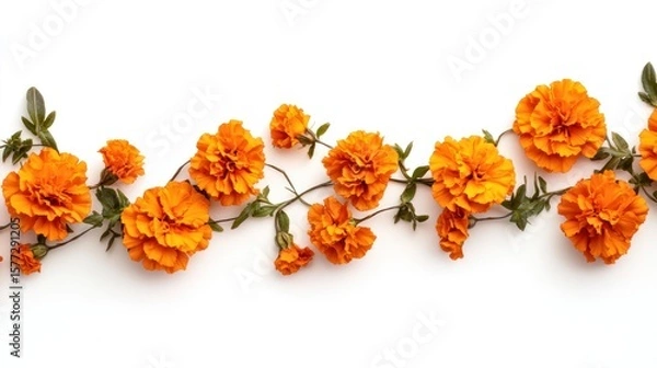 Fototapeta Horizontal arrangement of vibrant orange marigold flowers with stems and leaves on a white background.