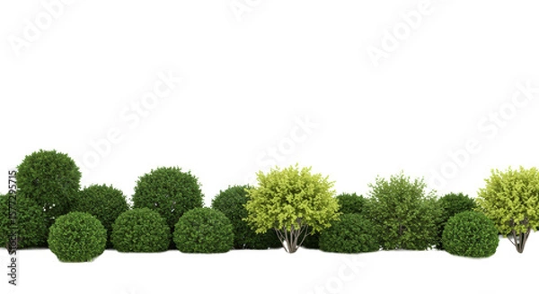 Fototapeta A continuous line of dense green shrubs and bushes, blending meticulously manicured boxwood and natural wild growth, rich green shades and textures on a vast white plain with bright, uniform studio