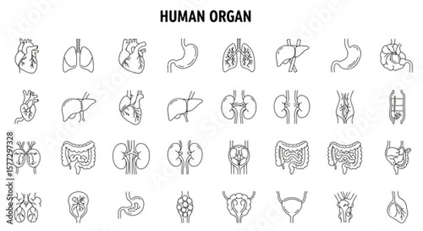 Fototapeta Human organs line icon set. Vector pictograms of heart, lungs, liver, stomach, intestine, kidney, bladder, anatomy thin linear illustration.
