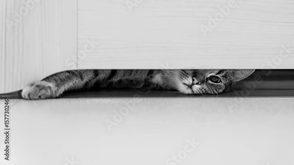 Obraz white cat on the floor funny view 