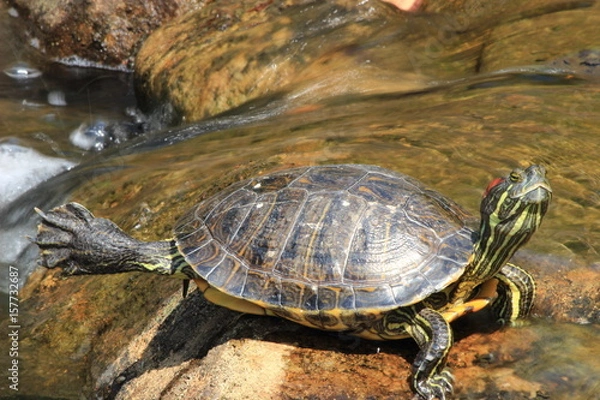 Obraz ミドリガメ