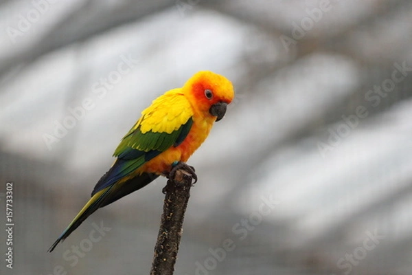 Obraz コガネメキシコインコ