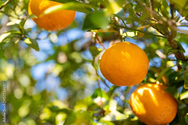 Obraz 木に実ったミカン「せとか」