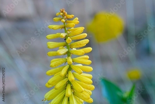 Fototapeta Kniphofia are native to Africa. Common names include tritoma, red hot poker, torch lily and poker plant. Side view, macro shot, close-up, blurred background. 