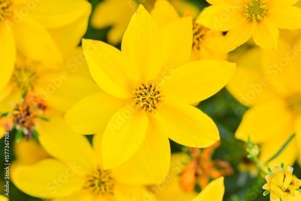 Fototapeta Coreopsis verticillata is commonly known as threadleaf coreopsis or whorled coreopsis. It's also sometimes called thread-leaved tickseed or whorled tickseed. Macro shot, close-up, top view, yellow.