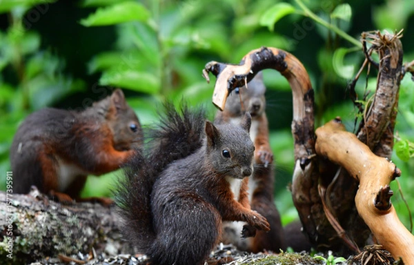 Fototapeta Eichhörnchen