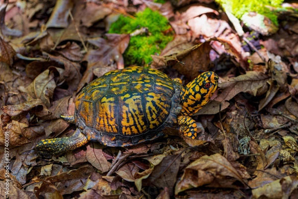 Fototapeta Common name Eastern Box Turtle, Common Box Turtle or American Box Turtle (Terrapene carolina), is native to the Eastern United States.