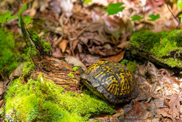 Fototapeta Common name Eastern Box Turtle, Common Box Turtle or American Box Turtle (Terrapene carolina), is native to the Eastern United States.