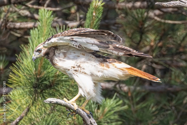 Fototapeta Red-tailed Hawk