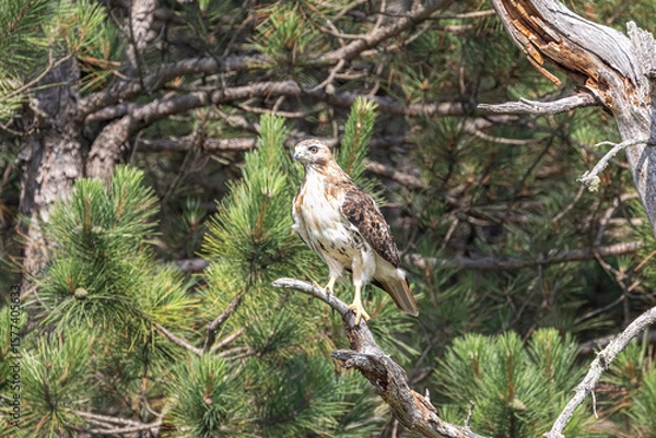 Fototapeta Red-tailed Hawk